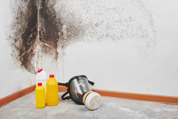 Best Mold Removal Company Near Me  in Friendswood, TX