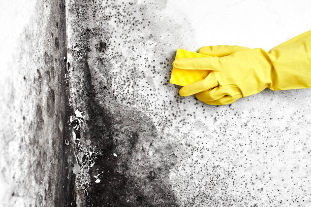 Best Certified Mold Removal  in Friendswood, TX