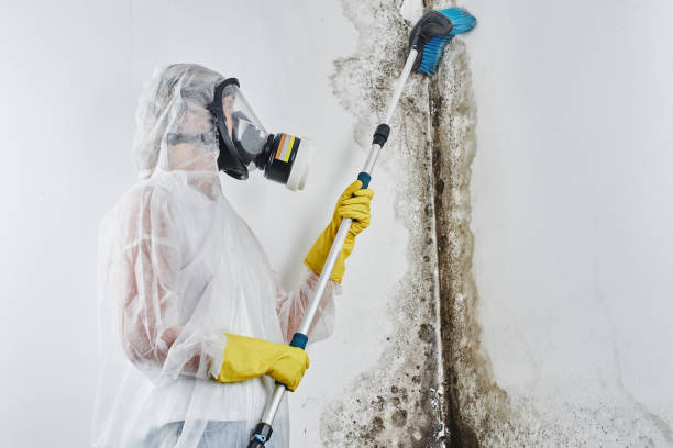 Best Toxic Mold Removal  in Friendswood, TX