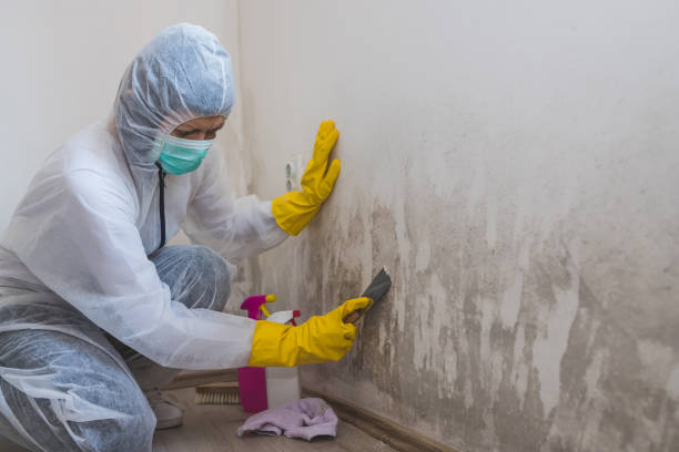 Best Fast Mold Removal  in Friendswood, TX