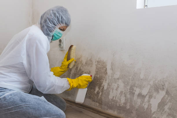 Best Mold Remediation Services  in Friendswood, TX