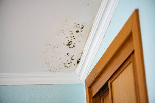 Best Emergency Mold Removal  in Friendswood, TX