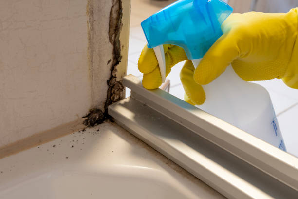 Best Best Mold Removal Companies  in Friendswood, TX