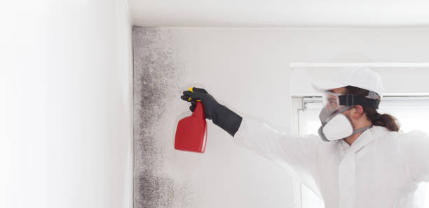 Best Mold Remediation  in Friendswood, TX