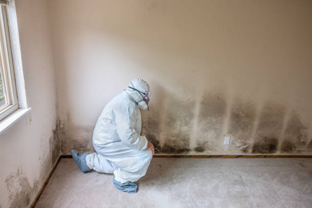 Reliable Friendswood, TX Mold Removal Solutions