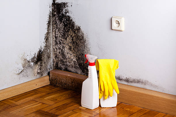 Best Emergency Mold Removal  in Friendswood, TX
