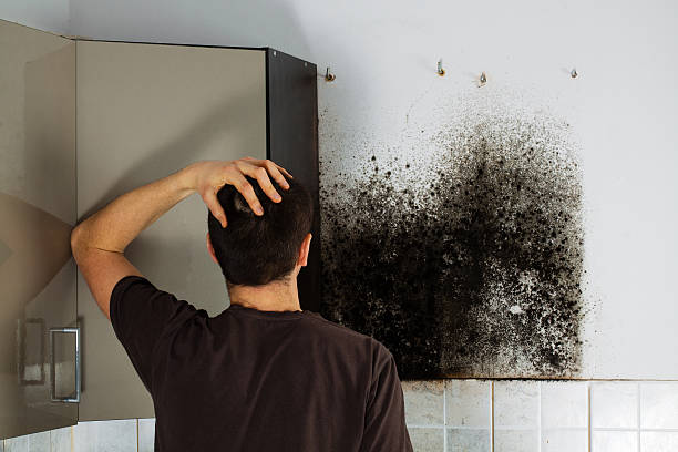 Best Same-Day Mold Removal  in Friendswood, TX