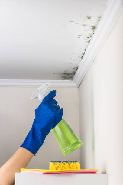 Best Commercial Mold Removal  in Friendswood, TX